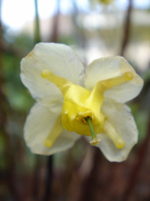 Epimedium_versicolor_Sulphureum_1.JPG