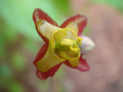 Epimedium_alpinum.JPG
