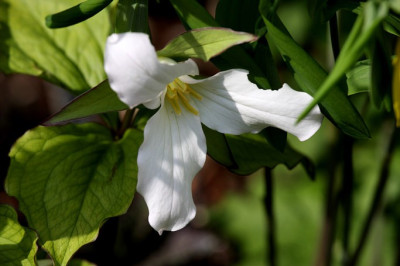St_Trilliumgrandiflorrum270408.jpg