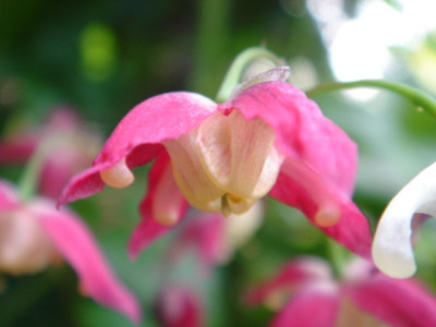 Epimedium_rubrum_Coccineum.JPG