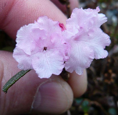 Rhododendron_cephalantum_crebreflorum_fars_2008.jpg