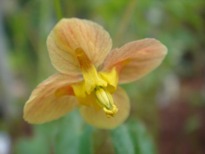 Epimedium_x_warleyense_Orangekonigin.JPG