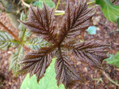 Rodgersia_podophylla_Rotlaub_1.JPG