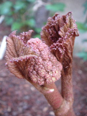 Rodgersia_Herkules.JPG