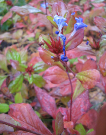 Ceratostigma_plumbaginoides_1_1.jpg