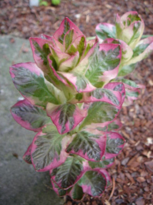 Lysimachia_punctata_Alexander_4.JPG