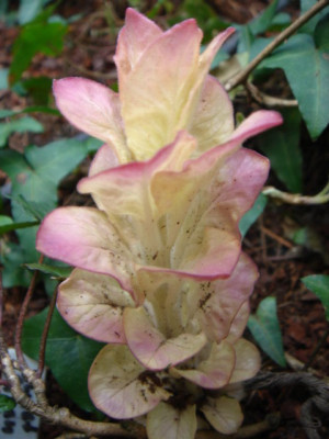 Lysimachia_punctata_Alexander_1.JPG