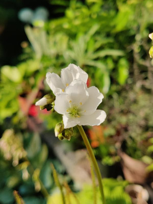 IMG_20220705_185219_Bokeh.jpg