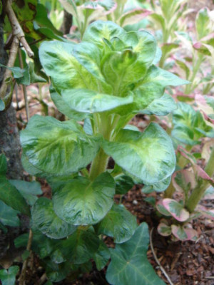 Lysimachia_punctata_Alexander_2.JPG