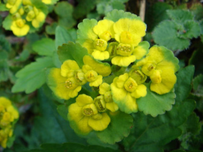 Chrysosplenium_davidianum.JPG