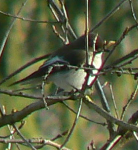 Fliegenschnaepper_08_04_26_1.jpg