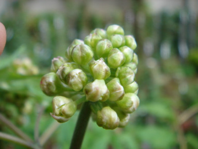 Actaea_pachypoda.JPG