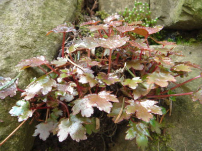 Saxifraga_cortusifolia_var._fortunei_Rokuyo.JPG