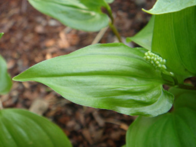 Maianthemum_bifolium.JPG