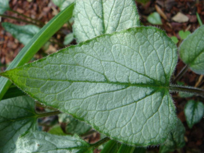 Brunnera_macrophylla_Looking_Glass.JPG