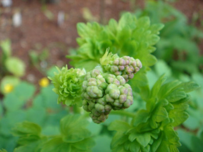 Thalictrum_aquilegifolium_1.JPG