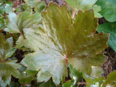 Saxifraga_cortusifolia_var._fortunei.JPG