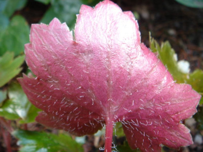 Saxifraga_cortusifolia_var._fortunei_1.JPG