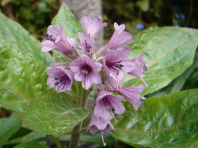 Physoclania_orientalis.JPG