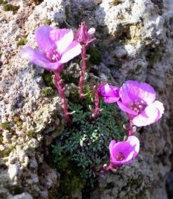 Saxifraga_dinnikii_2008-04-26.JPG