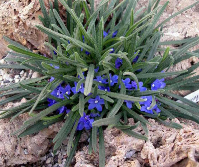 Anchusa_cespitosa_2008-04-26.JPG