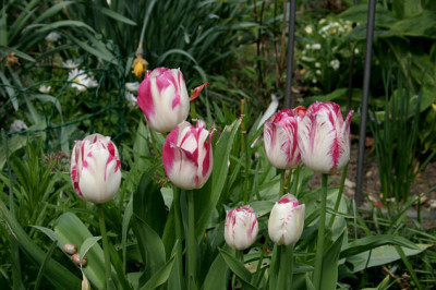 Tulpen1608.jpg