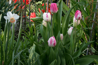 Tulpen1208.jpg