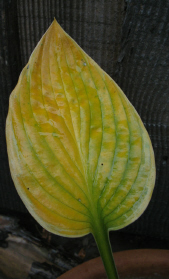 Hosta_Oktober_1_6_1.jpg