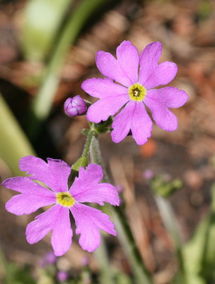 primula_saxatilisb_Groenveranderung.jpg