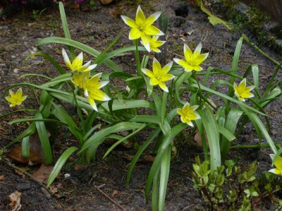 25.4..2008_063kl.20Tulipa_Tarda_Draufsicht.JPG