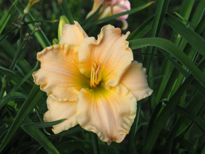 Texas Bautiful Bouquet P7030008.JPG