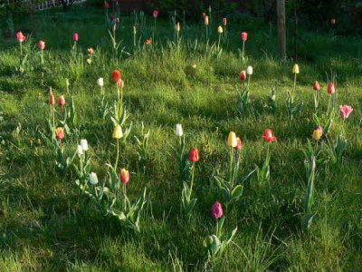 Tulpenwiese_08_04_26_1.jpg