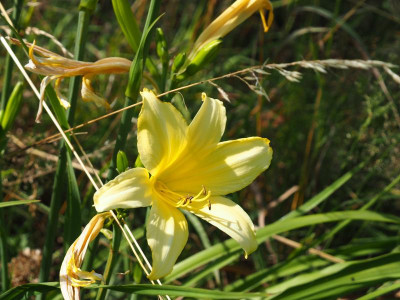 Tetrinas Daughter P7050025.JPG