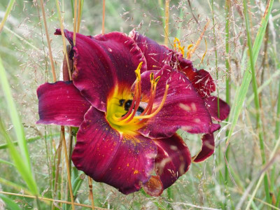unbestimmte Rote P7050027.JPG