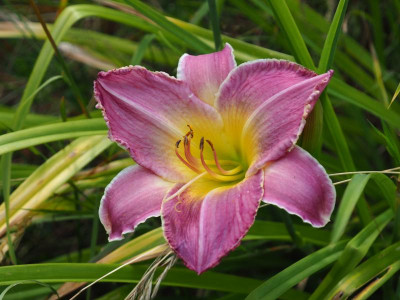 unbestimmte Pinkfarbene P7050028.JPG