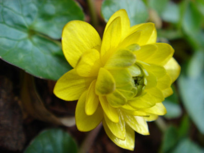 Ranunculus_ficaria_Flore_Pleno_3.JPG