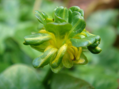 Ranunculus_ficaria_Green_Petal_1.JPG