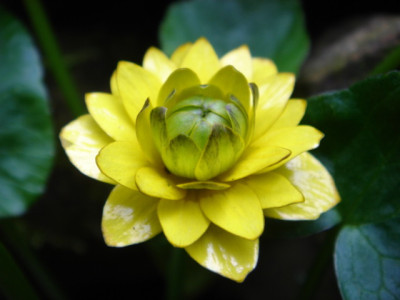 Ranunculus_ficaria_Pictons_Double.JPG