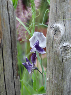 2022-07-06 Lathyrus odoratus 'Nimbus' 2.jpg