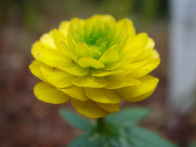 Ranunculus_repens_Green_Heart_2.JPG