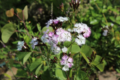 Dianthus groß22.jpg