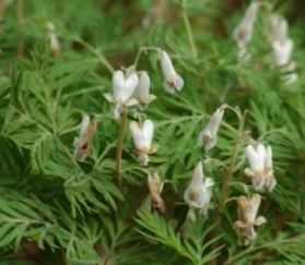 Dicentra_canadensis_klein.jpg