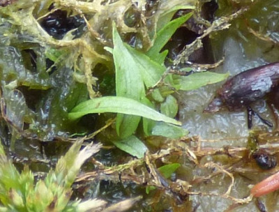 seedlings max2.jpg