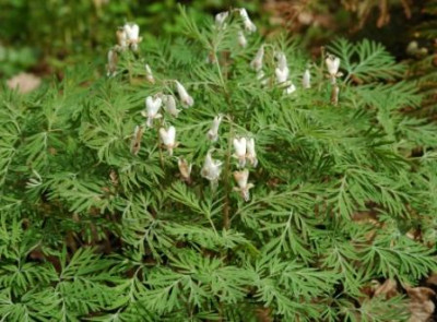 Dicentra_canadensis_1_klein.jpg