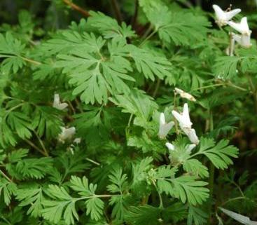 Dicentra_cucullaria_Vergleich.jpg