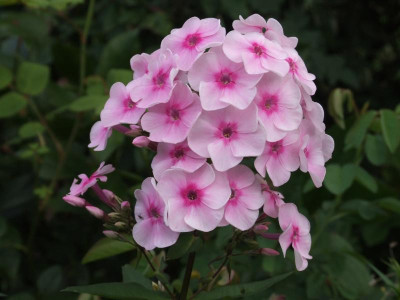 DSCF3345.JPG