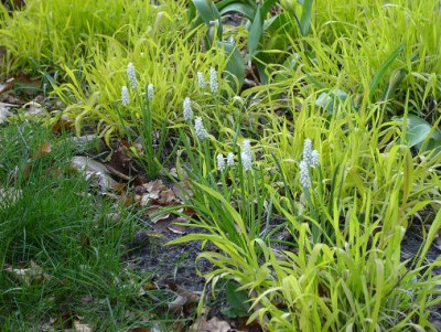 25.4..2008_045kl.18_Muscari__Milium_effusum.JPG