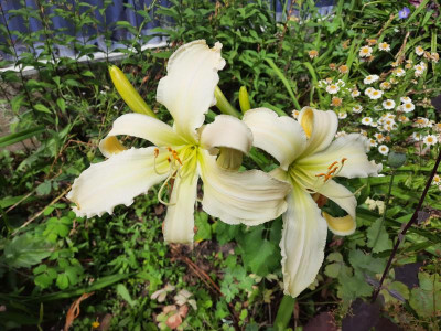 Heavenly white Lightening.jpg