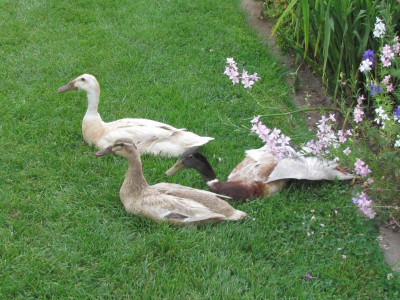 G Enten 1.JPG