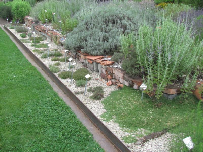 P Kies Thymus.JPG